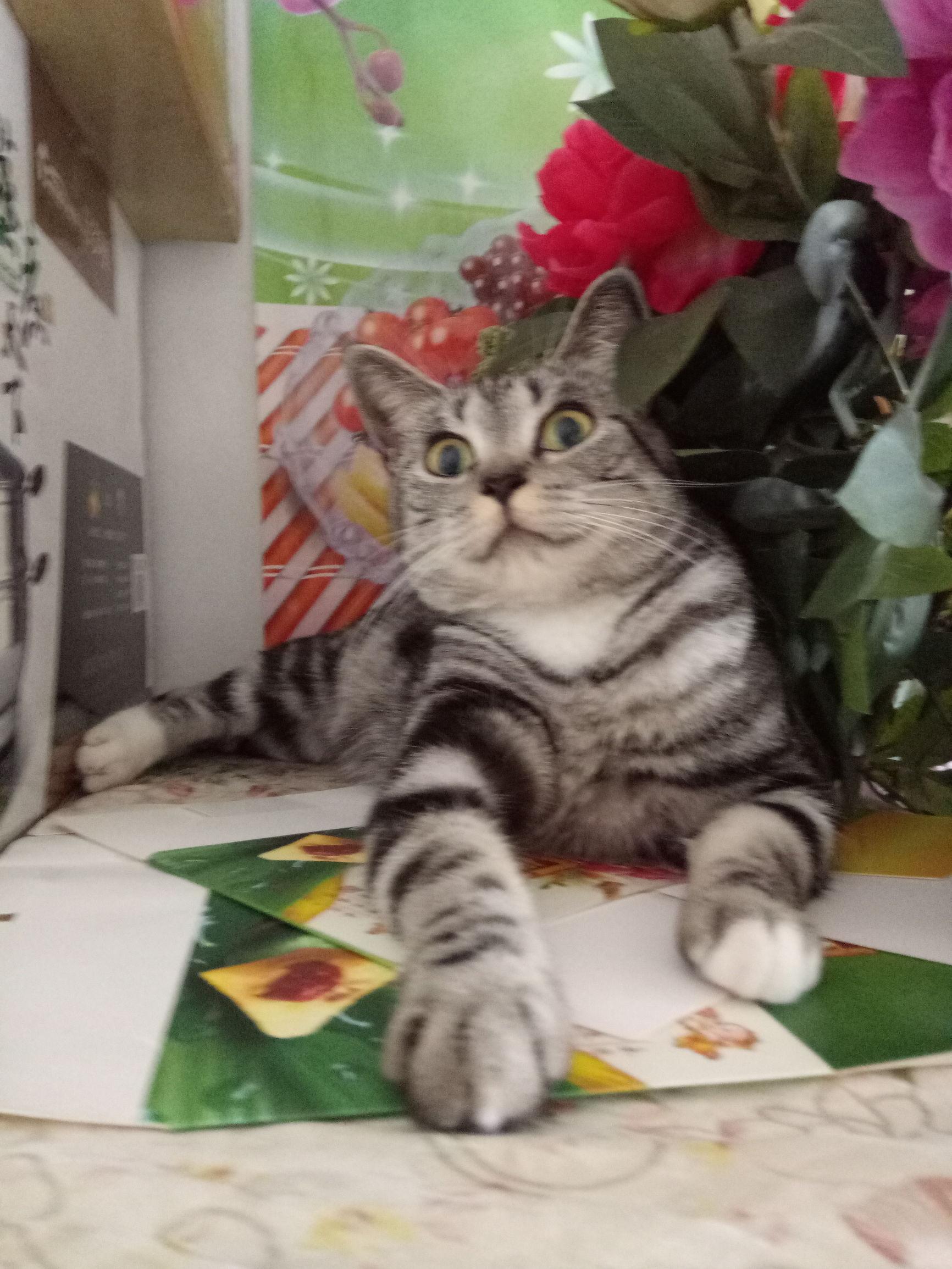 猫咪掉进老虎园如果猫咪不小心掉进老虎园，这是一件非常危险的事情，因为老虎是一种强大的猫科动物，具有攻击性和危险性。在这种情况下，以下是一些应对措施